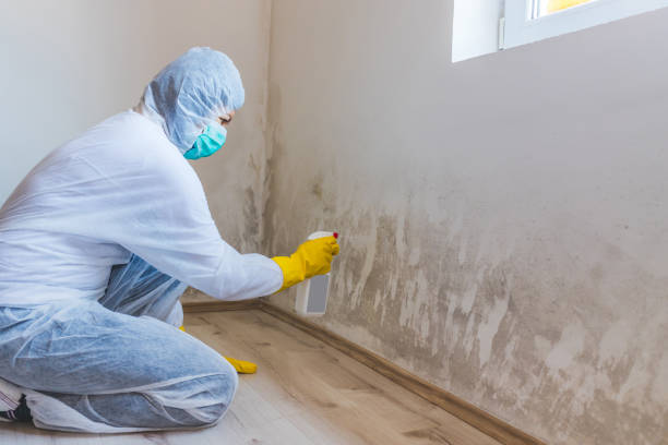 Licensed Basement Mold Remediation service in Newtown, PA - Car Mold Remediation